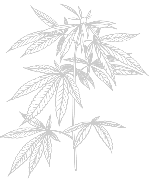 Beneficios cannabis medicinal